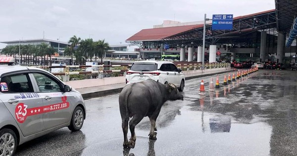 Một con trâu bất ngờ xuất hiện tại nhà ga sân bay Nội Bài