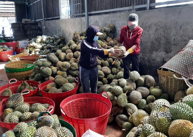 Quy hoạch Buôn Ma Thuột là 'thành phố cà phê thế giới' - Ảnh 2