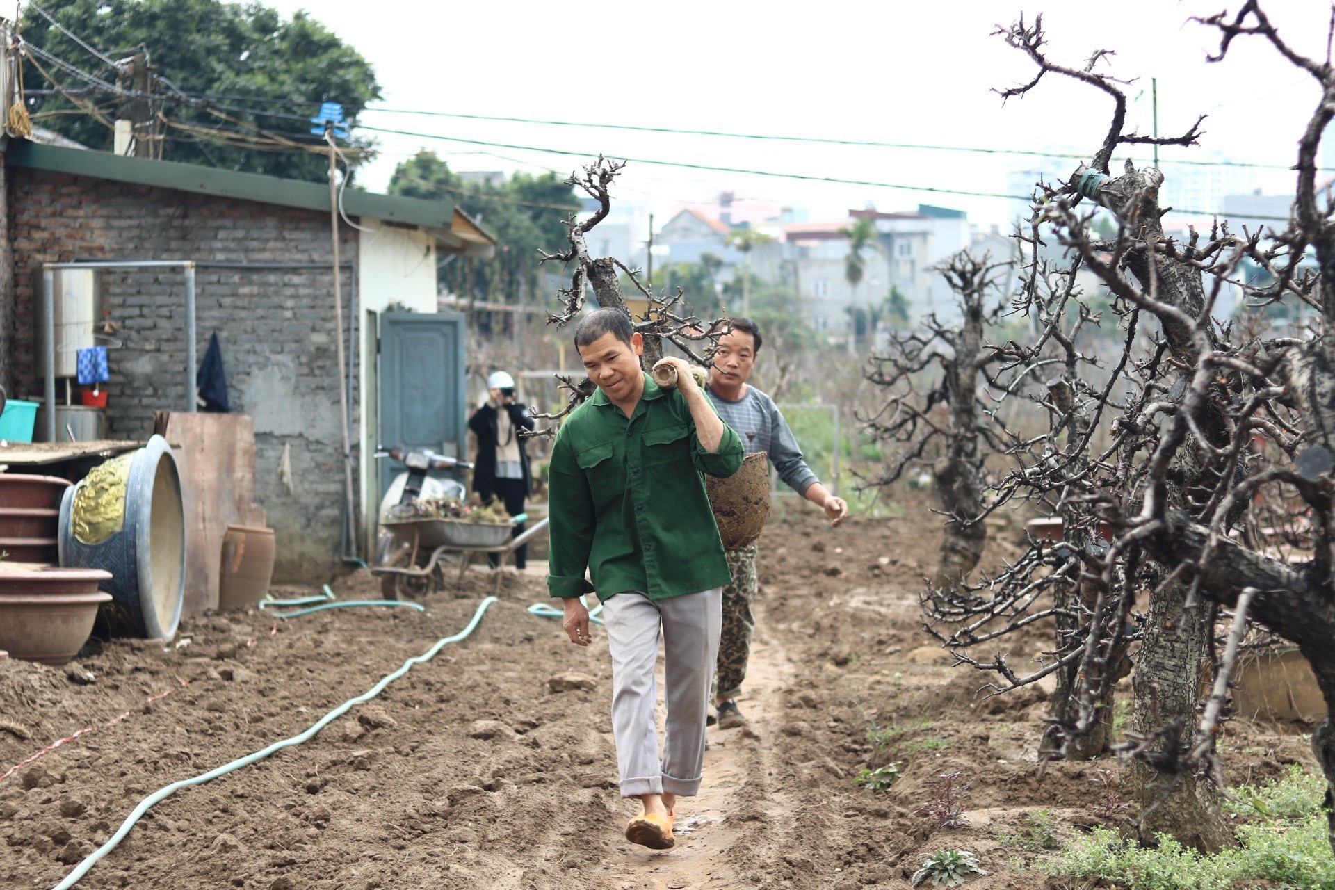 'Hái ra tiền' từ dịch vụ hồi sinh đào sau Tết - Ảnh 3