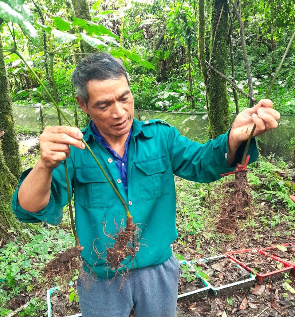 Cả làng đi trồng "quốc bảo", nhổ 2kg củ đem bán thu về nửa tỷ đồng - Ảnh 2