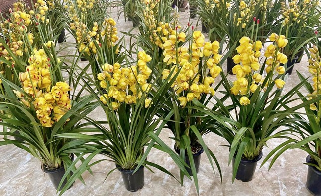 Chưa Tết lan hồ điệp đã ‘hạ nhiệt’ - Ảnh 4