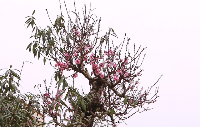 Ngắm "cụ" đào hơn 100 năm tuổi ở chợ Tết Thanh Hóa - Ảnh 5