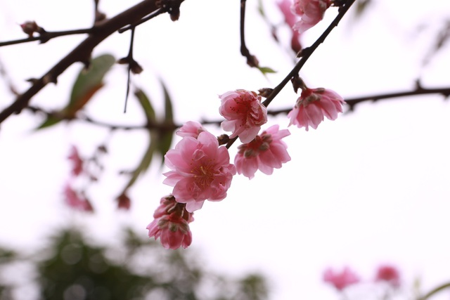 Ngắm "cụ" đào hơn 100 năm tuổi ở chợ Tết Thanh Hóa - Ảnh 6