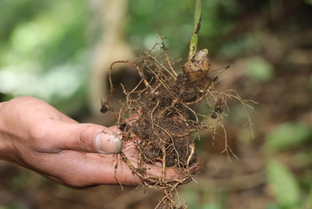 Cả làng đi trồng "quốc bảo", nhổ 2kg củ đem bán thu về nửa tỷ đồng - Ảnh 1