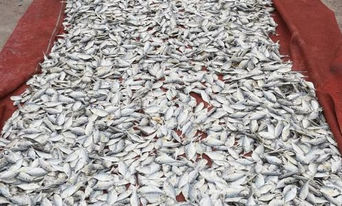 Một loại 'siêu thực phẩm' của Việt Nam được người Mỹ cực kỳ ưa chuộng: Thu về hơn 3 tỷ USD năm 2023, hơn 1/3 thế giới ‘thèm khát’ - Ảnh 1