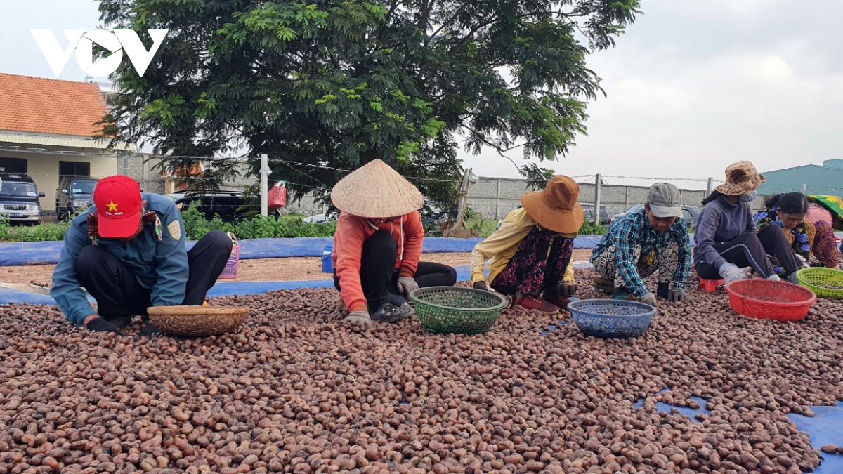 Doanh nghiệp ngành điều “tự gõ vào chân mình" vì “tranh mua-tranh bán” - Ảnh 2