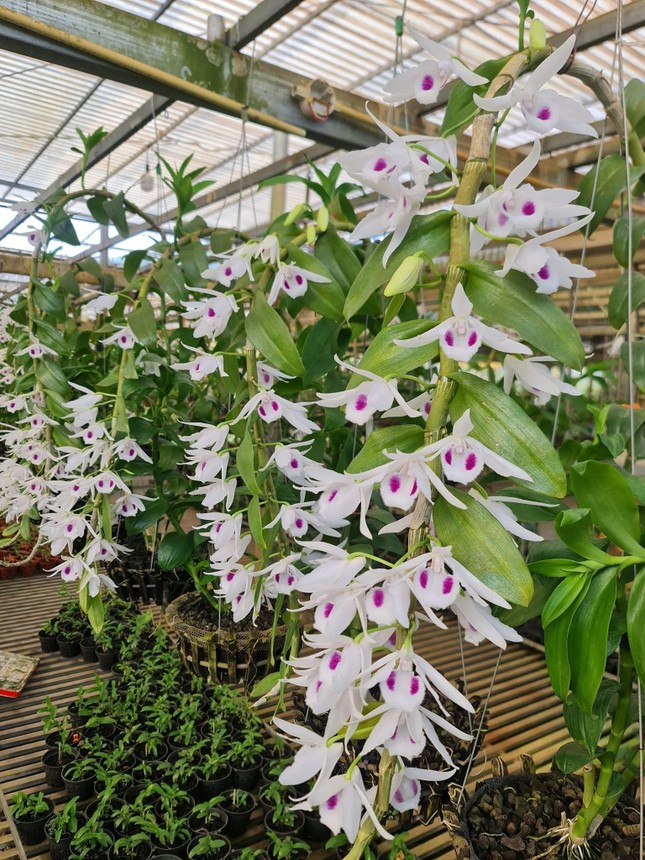 Lao vào 'cơn sốt' lan đột biến, nhiều người khuynh gia bại sản thế nào? - Ảnh 3