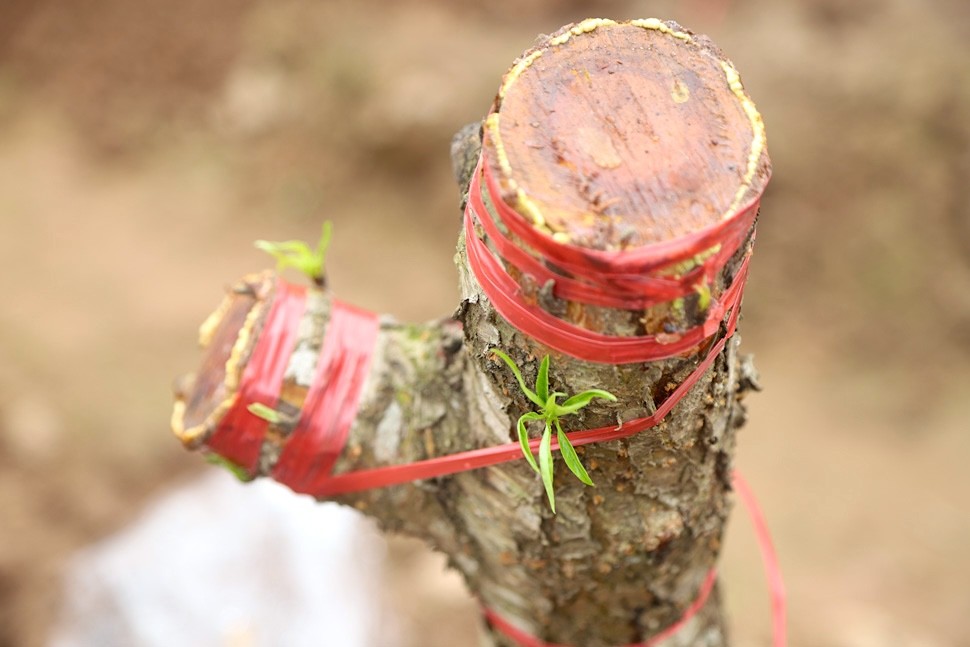 'Hái ra tiền' từ dịch vụ hồi sinh đào sau Tết - Ảnh 9
