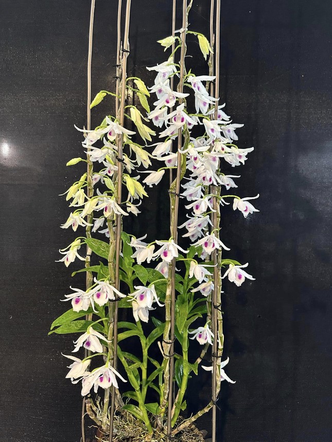 Lao vào 'cơn sốt' lan đột biến, nhiều người khuynh gia bại sản thế nào? - Ảnh 2