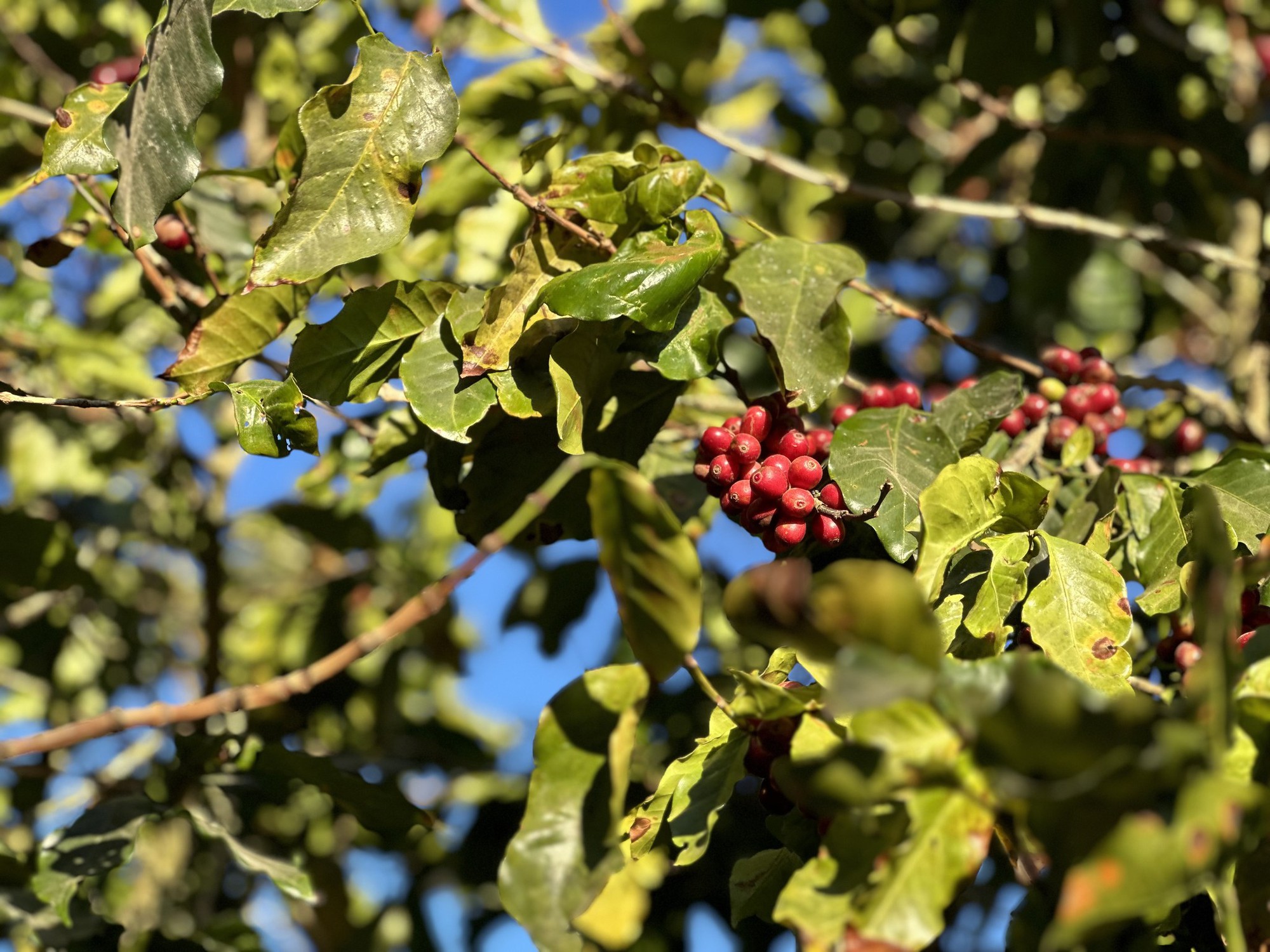 Kỷ lục: Loại "hạt vua" mang về cho Việt Nam gần 1 tỷ USD chỉ trong 45 ngày đầu 2024, giá cao nhất 30 năm - Ảnh 1