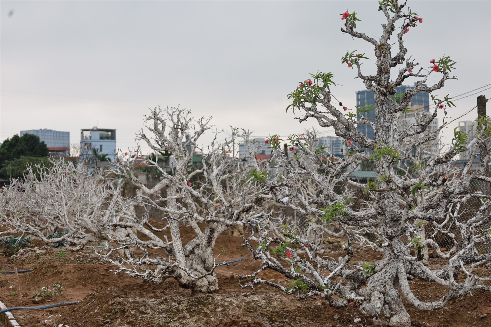 'Hái ra tiền' từ dịch vụ hồi sinh đào sau Tết - Ảnh 7