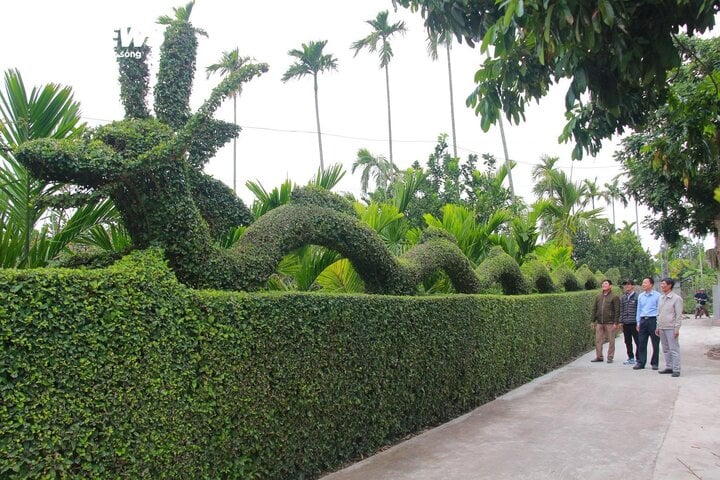 Ngắm linh vật xuân Giáp Thìn 2024 bằng cây duối độc nhất vô nhị - Ảnh 1