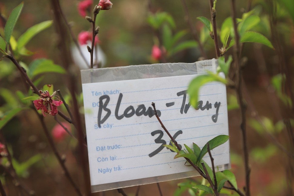 'Hái ra tiền' từ dịch vụ hồi sinh đào sau Tết - Ảnh 10