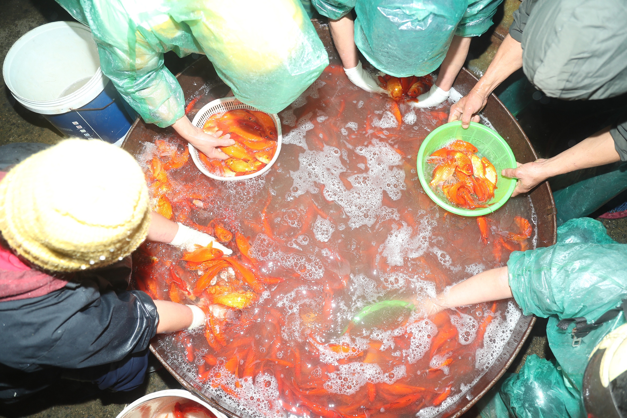 Chép vàng rớt giá dù đã cận ngày ông Công ông Táo, thương lái chỉ mong bán hết hàng - Ảnh 5