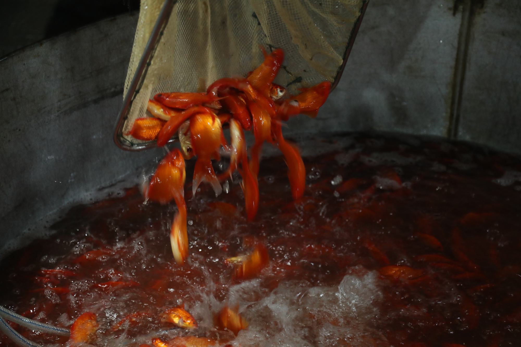 Chép vàng rớt giá dù đã cận ngày ông Công ông Táo, thương lái chỉ mong bán hết hàng - Ảnh 7