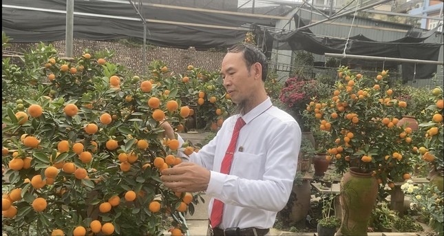 Dân buôn đào quất vừa ăn 'quả đắng' vụ Tết - Ảnh 2