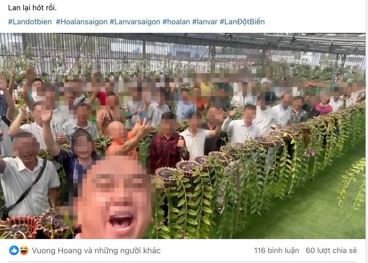 Lan đột biến nóng trở lại, giá hàng trăm triệu đồng: Dân buôn đang giăng bẫy? - Ảnh 3