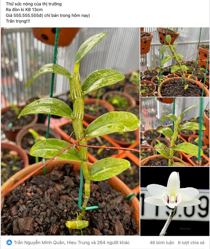 Lan đột biến nóng trở lại, giá hàng trăm triệu đồng: Dân buôn đang giăng bẫy? - Ảnh 1