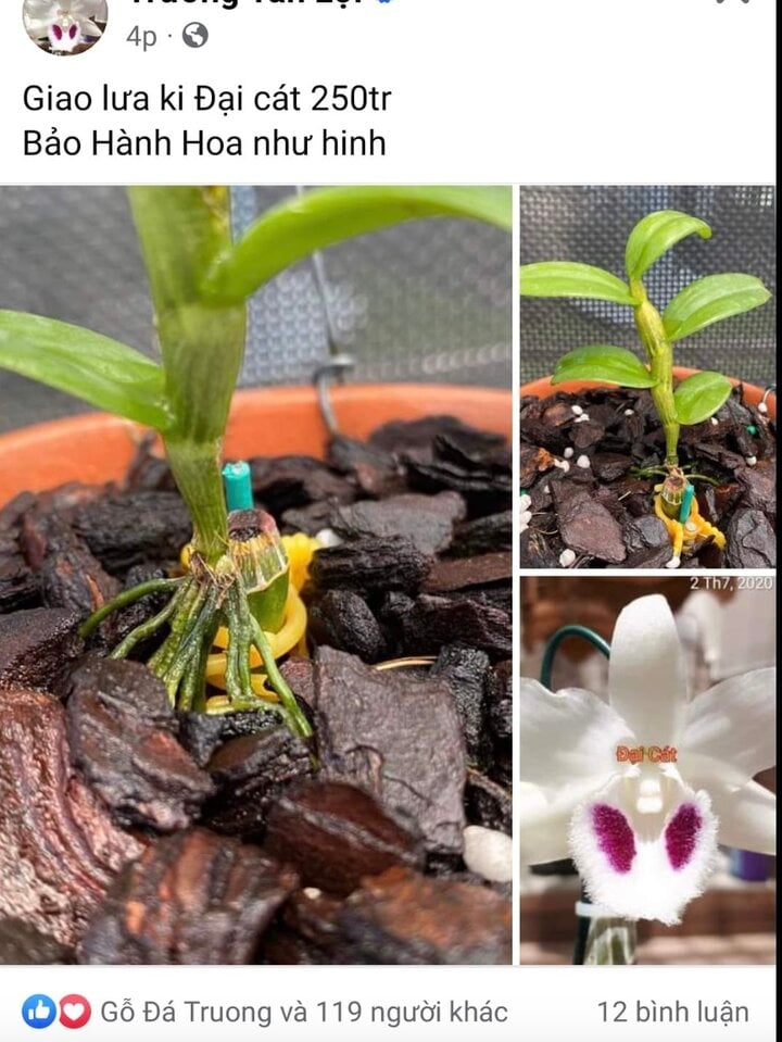 Lan đột biến nóng trở lại, giá hàng trăm triệu đồng: Dân buôn đang giăng bẫy? - Ảnh 2