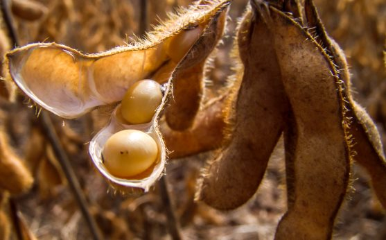 Mỹ ưu ái xuất sang Việt Nam loại hạt này với giá hấp dẫn, Trung Quốc cũng đang lùng sục khắp nơi để gom hàng - Ảnh 1