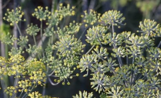 'Hoa triệu đô' của Việt Nam trong danh mục không thể không mua của Ấn Độ: Trồng ít nhất 5 năm mới cho thu hoạch, nước ta cạnh tranh với Trung Quốc thống trị nguồn cung toàn cầu - Ảnh 1