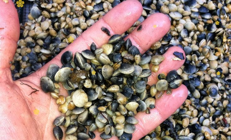 Việt Nam sở hữu ‘sản vật’ được Trung Quốc tăng nhập khẩu gấp 34 lần: Thu về hàng trăm triệu USD năm 2023, Campuchia, Mỹ đặc biệt ưa chuộng - Ảnh 1