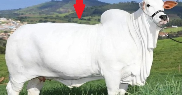 Một con bò được bán với giá hơn 110 tỷ đồng có gì đặc biệt?