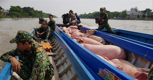 Lợn ngoại 'đè' lợn nội