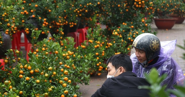 Dân buôn đào quất như 'ngồi trên đống lửa' ngày cận Tết