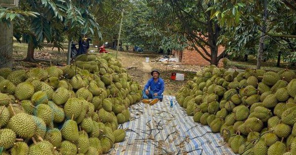 Mía, sầu riêng, rau màu... thu lãi lớn dịp giáp Tết