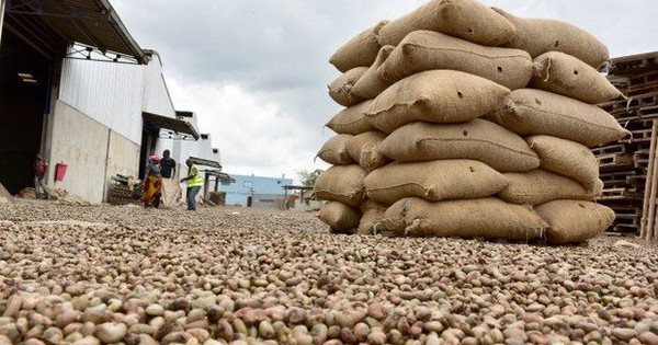 Là trùm xuất khẩu toàn cầu, Việt Nam vẫn ồ ạt nhập loại hạt này từ châu Phi: Mỹ, Trung Quốc đặc biệt yêu thích, có tác dụng chống ung thư và tiểu đường