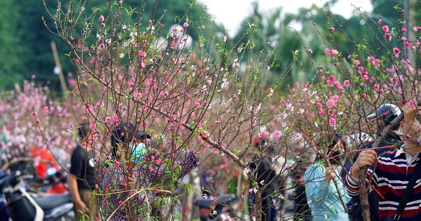 Đào quất 'ê hề', tiểu thương quyết không hạ giá dù sức mua kém