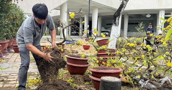 Mai đại hạ giá vẫn ế, nhiều tiểu thương đập chậu lấy gốc chở về