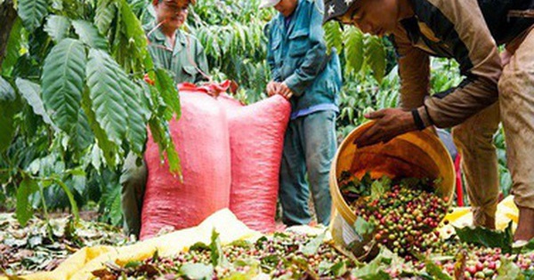Tháng 1, xuất khẩu cà phê tăng gấp 2 lần