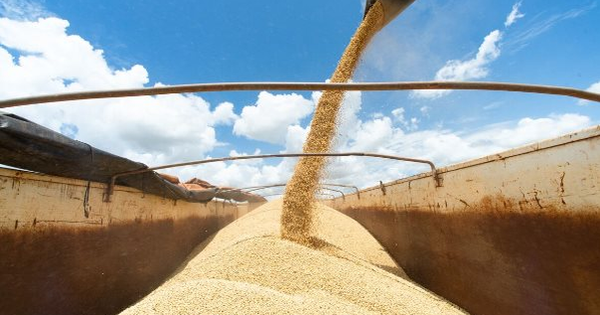 Lào tăng xuất khẩu trăm nghìn tấn loại mặt hạt này sang Việt Nam - là mặt hàng giá trị ngày càng tăng, VN nhập khẩu top 5 toàn cầu