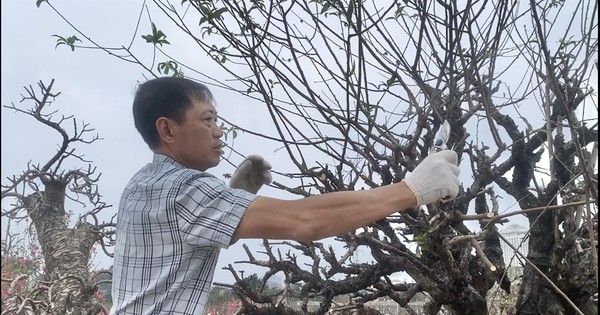 Dân buôn đào quất vừa ăn 'quả đắng' vụ Tết