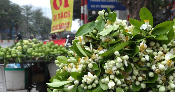 Hoa bưởi đầu mùa giá tới nửa triệu đồng/kg vẫn hút khách Hà Thành