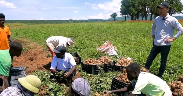 Nông trại Việt tại Angola bội thu đầu năm 3 loại rau củ người Trung Quốc thích mê, tranh nhau mua