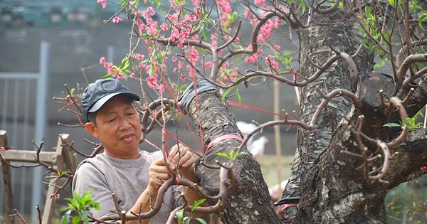 'Hái ra tiền' từ dịch vụ hồi sinh đào sau Tết