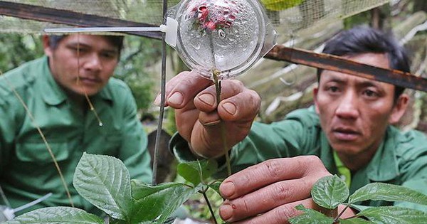 Loài cây được coi là “quốc bảo” của Việt Nam: Giá có thể lên tới hàng tỷ đồng, một vụ trộm lớn mới xảy ra