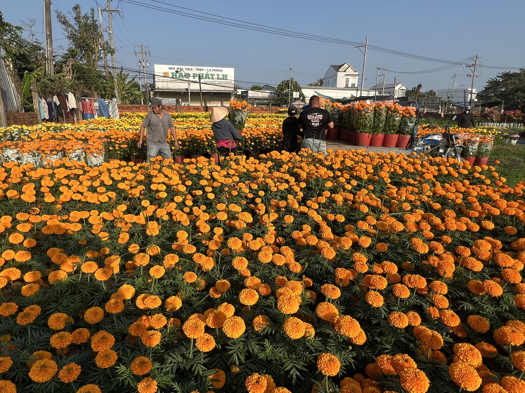 Buôn bán hoa Tết có lỗ như nhiều người nghĩ? - Ảnh 2