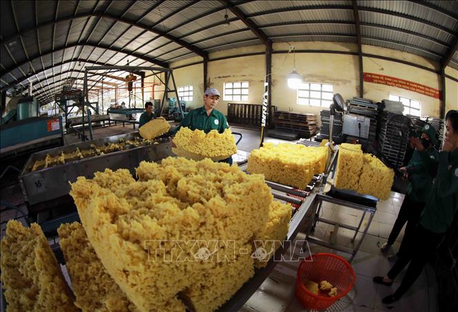 Căng thẳng Biển Đỏ: Dự báo xuất khẩu cao su vẫn gặp khó - Ảnh 1