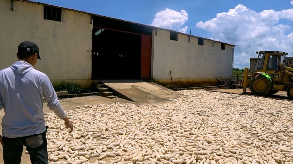 Nông trại Việt tại Angola bội thu đầu năm 3 loại rau củ người Trung Quốc thích mê, tranh nhau mua - Ảnh 6