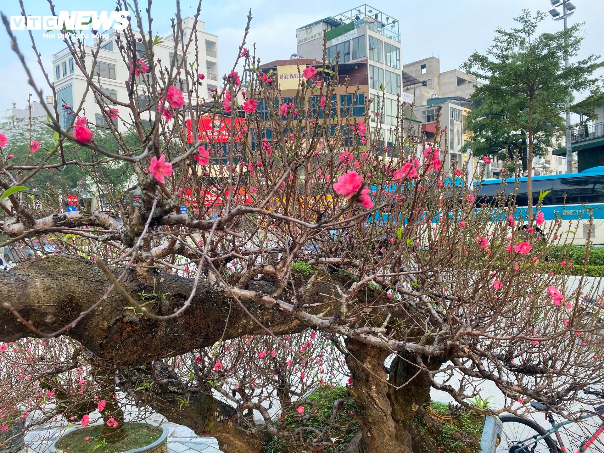 Cận cảnh cây đào nổi bật nhất làng Nhật Tân, giá cho thuê 100 triệu đồng - Ảnh 12