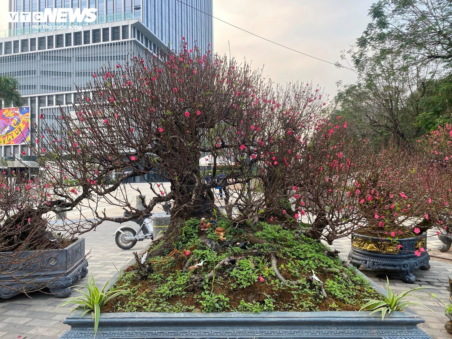 Cận cảnh cây đào nổi bật nhất làng Nhật Tân, giá cho thuê 100 triệu đồng - Ảnh 13