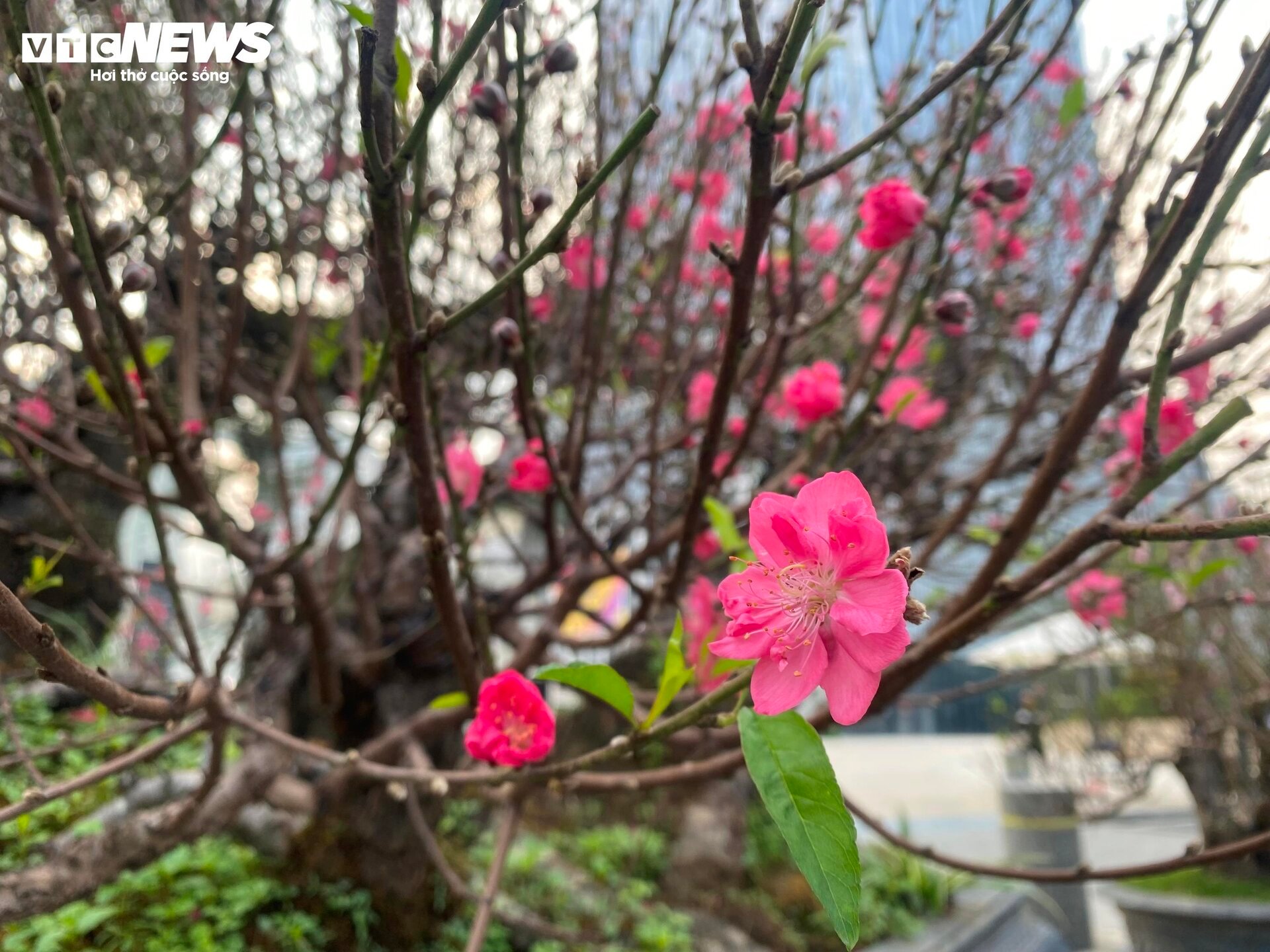 Cận cảnh cây đào nổi bật nhất làng Nhật Tân, giá cho thuê 100 triệu đồng - Ảnh 9