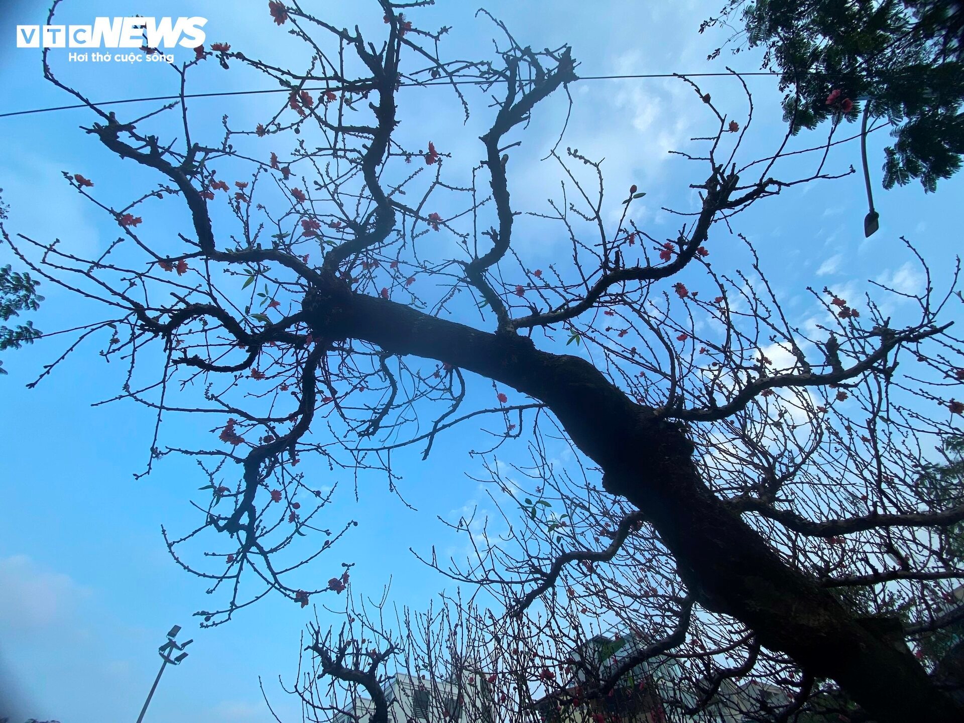 Cận cảnh cây đào nổi bật nhất làng Nhật Tân, giá cho thuê 100 triệu đồng - Ảnh 10