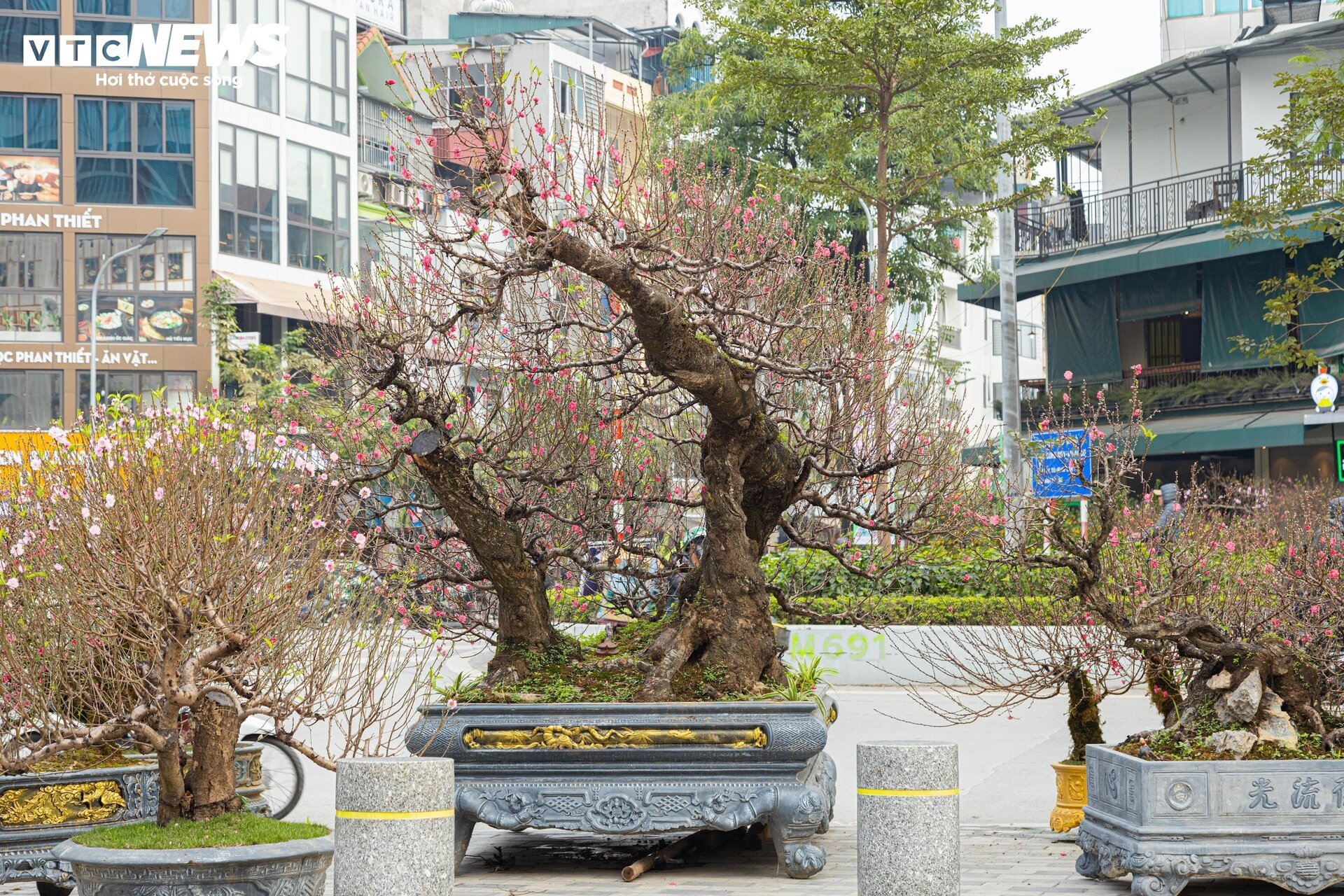 Cận cảnh cây đào nổi bật nhất làng Nhật Tân, giá cho thuê 100 triệu đồng - Ảnh 2