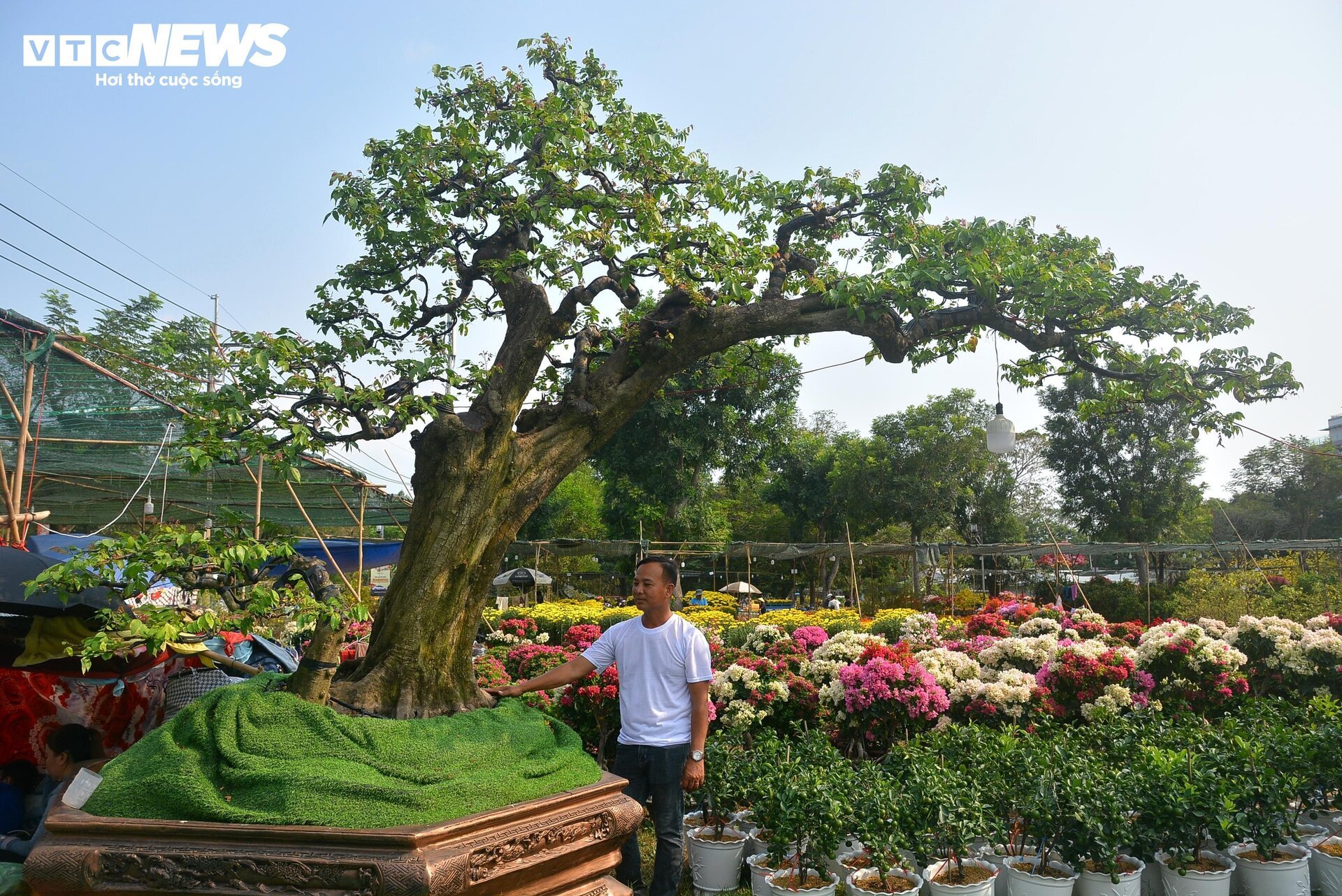 Cận cảnh ‘cụ khế’ giá nửa tỷ đồng ở TP.HCM - Ảnh 1