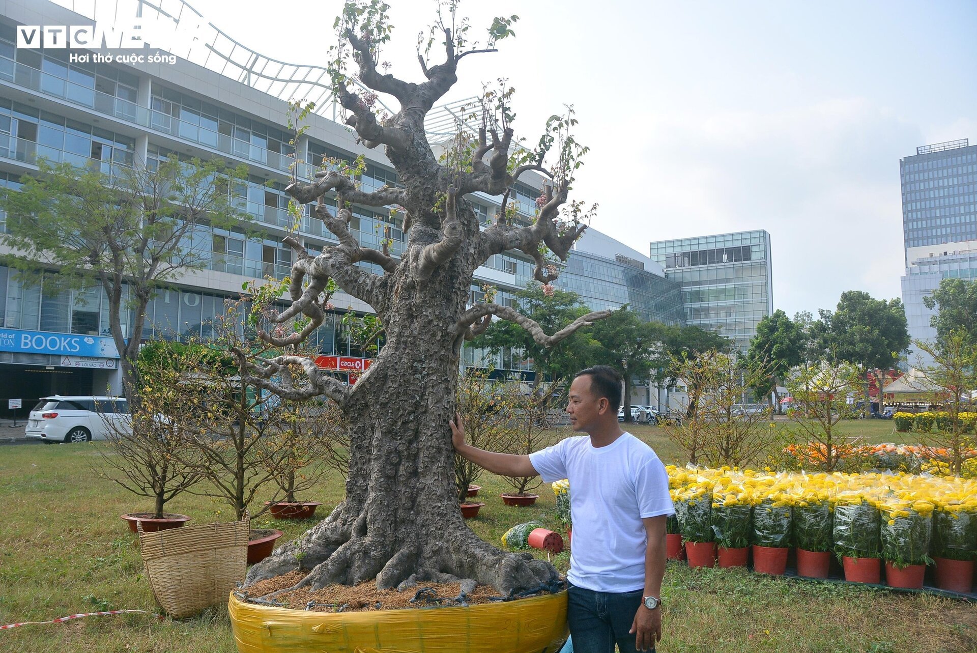 Cận cảnh ‘cụ khế’ giá nửa tỷ đồng ở TP.HCM - Ảnh 9